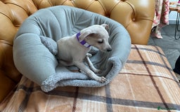 Italian Greyhound dogs for sale: Gorgeous Italian greyhound puppies  - Image 7