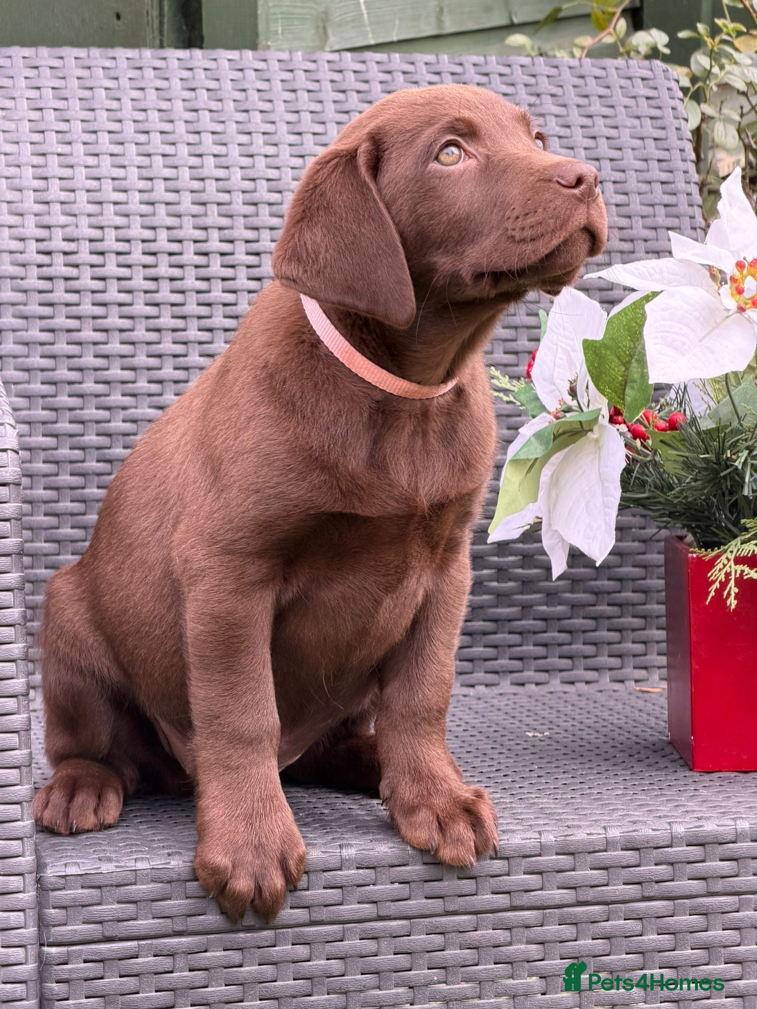 Labrador Retriever dogs Choc/silver labrador retriever pup F - Advert 15
