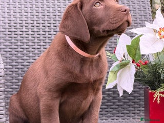 Labrador Retriever dogs for sale - Advert 1