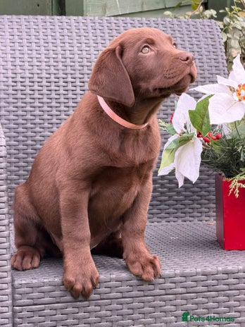 Labrador Retriever dogs - Advert 1