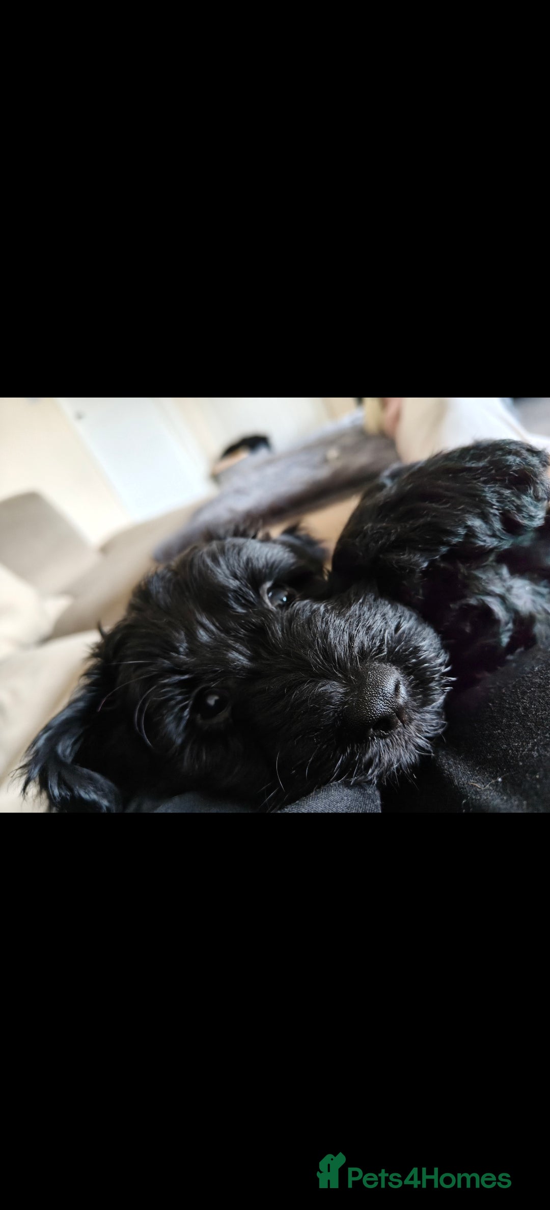 Cockapoo dogs for sale: F1b Cockapoo Puppies Last 3 Available – Ready Now. - Advert 23