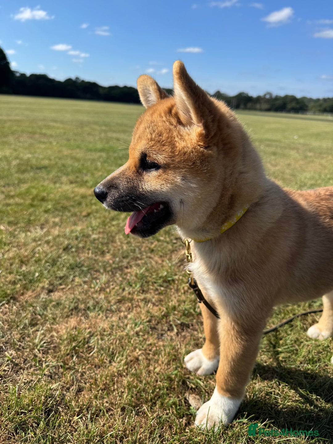 Japanese Shiba Inu dogs for sale: 🐾 Shiba Inu Puppies Available in London - Image 4