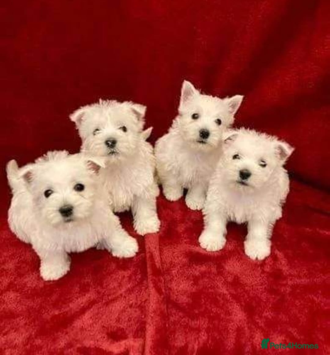 West Highland Terrier dogs Gorgeous full breed West Highland puppies  - Advert 2
