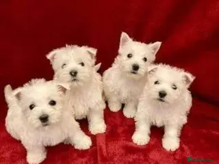 West Highland Terrier dogs Gorgeous full breed West Highland puppies - Advert 2