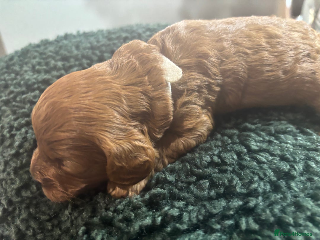 Cavapoo dogs for sale: Beautiful healthy Cavapoo’s d.o.b 22/08/25 - Image 21