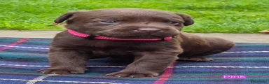 Labrador Retriever Pink Collar