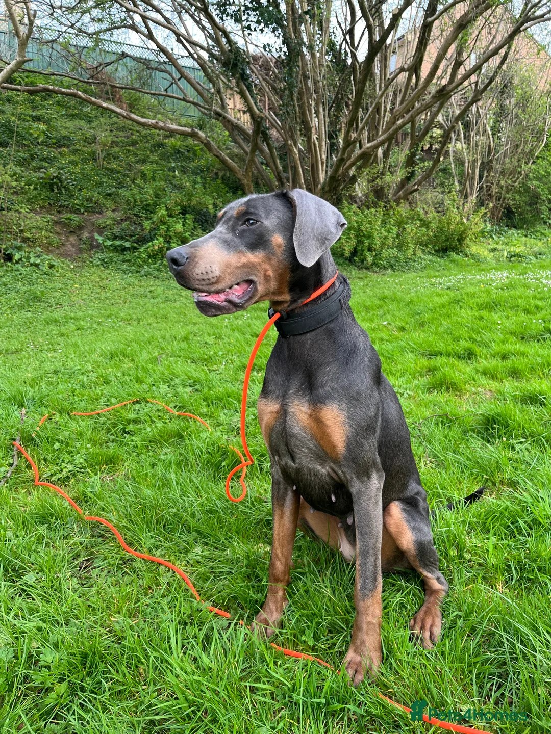 Dobermann dogs for sale: Female blue Doberman  - Advert 2