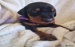 Dobermann dogs for sale: Exceptional Doberman - Image 8