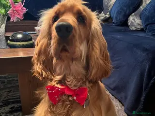 Cocker Spaniel dogs Stunning Spaniel for stud - Advert 6