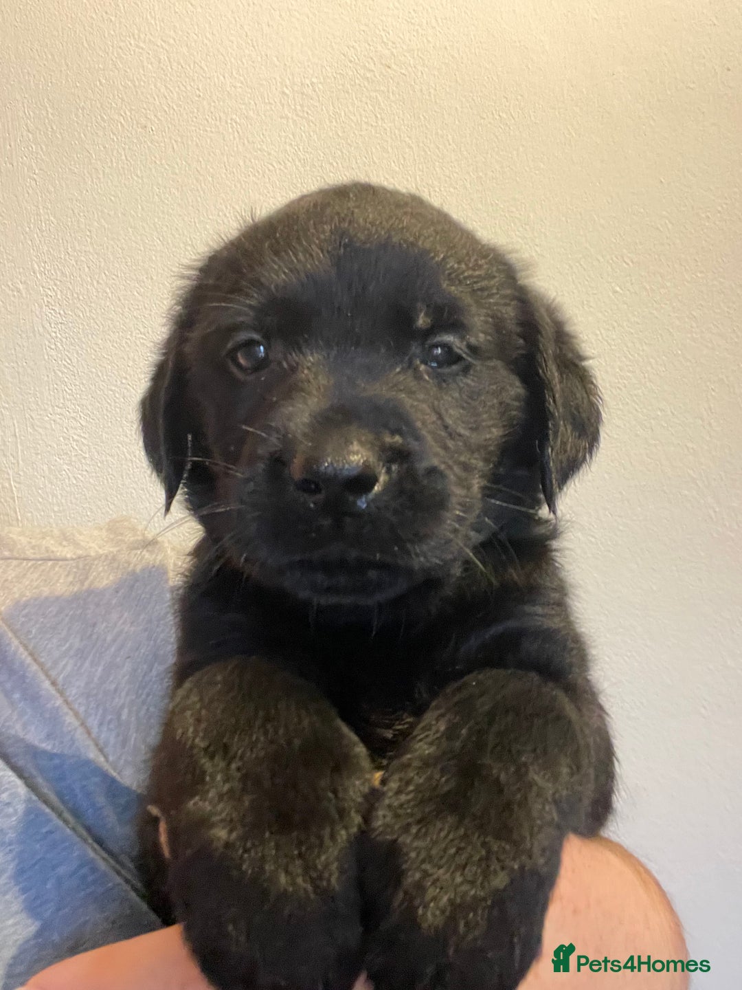 Goldador dogs for sale: Extensively health tested Goldador puppies - Advert 19