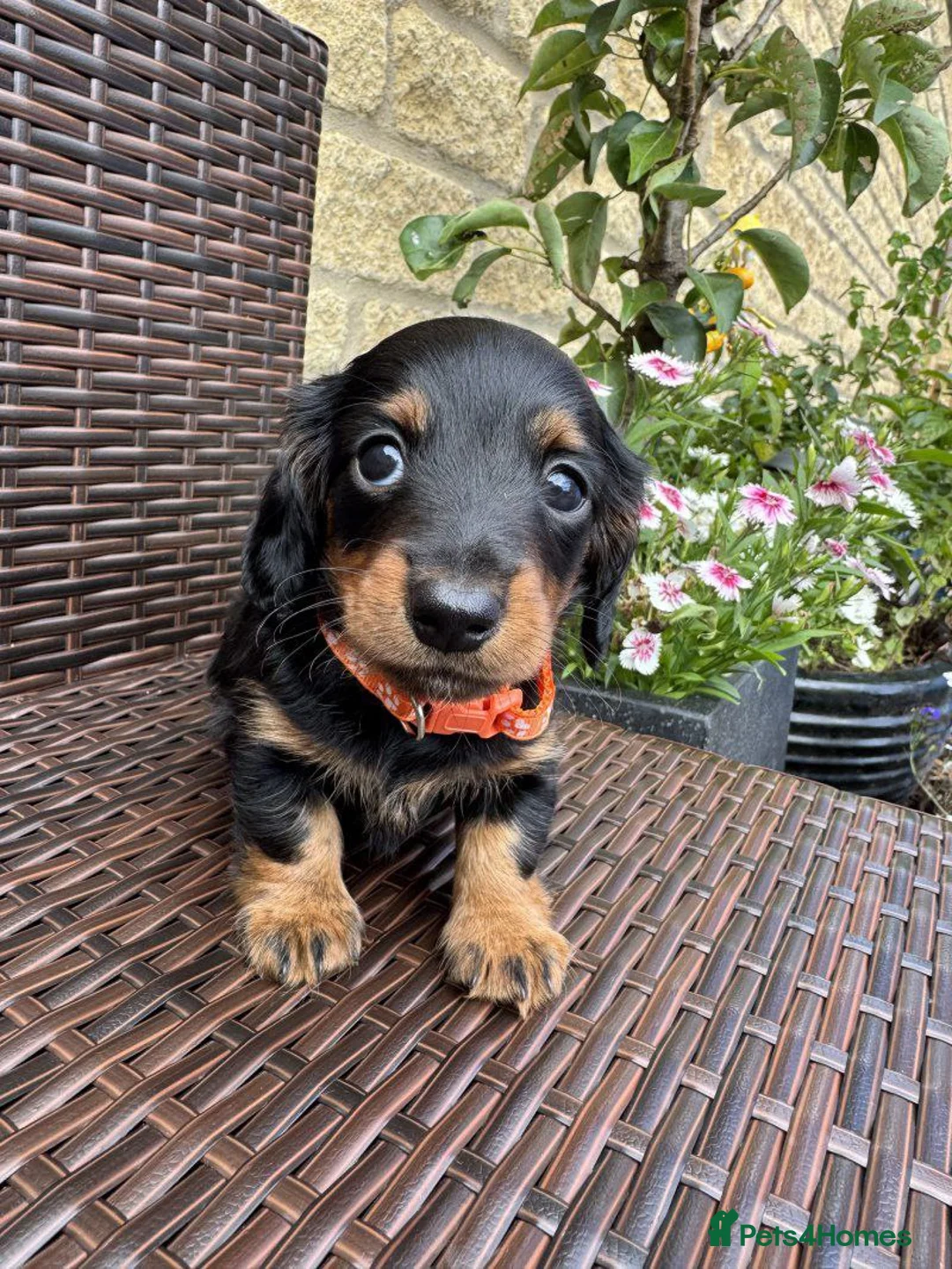 Miniature Dachshund dogs for sale: Adorable Short-haired Miniature Dachshund Puppies in Bradford - Advert 6