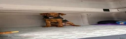 Rhodesian Ridgeback dogs for sale: KC RHODESIAN RIDGEBACK PUPPIE FOR SALE - Advert 5