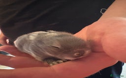 Mixed Breed rabbits for sale: Dwarf lion head/mini lop babies  - Advert 7