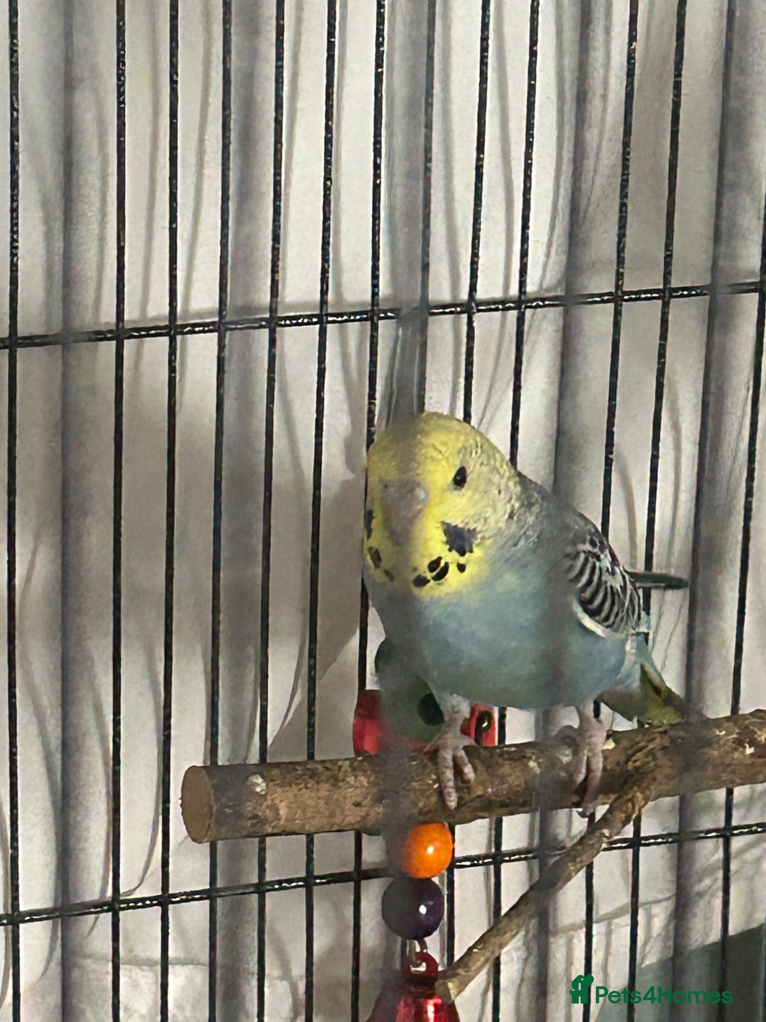 Budgerigars birds Baby budgies  - Advert 9