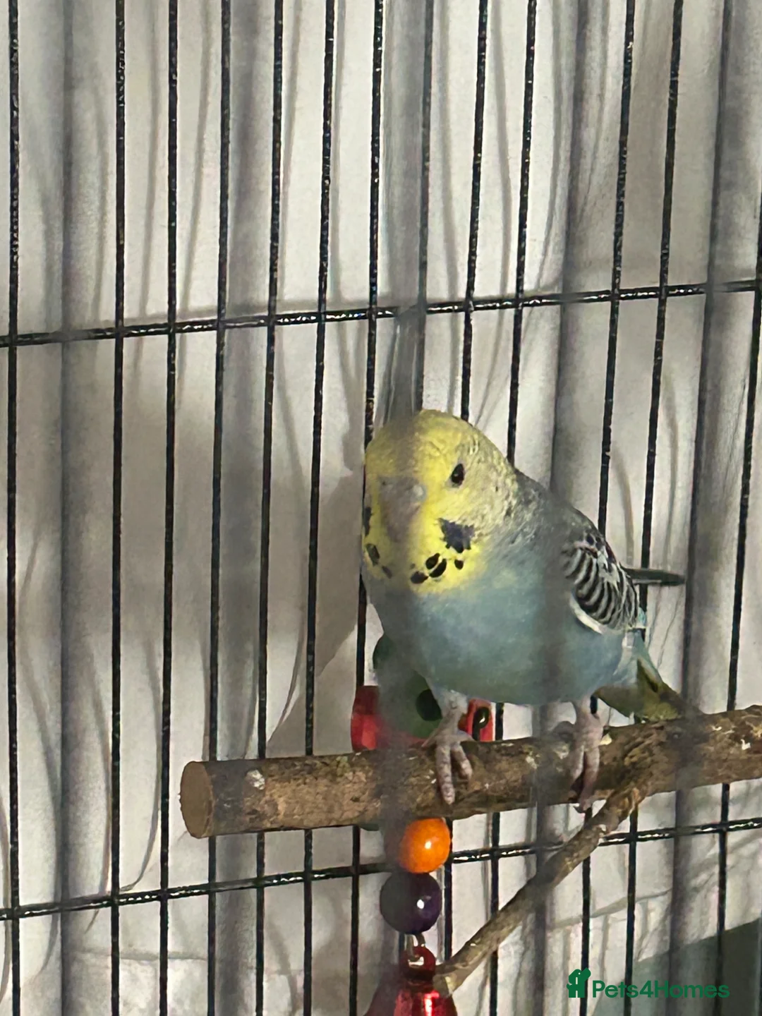 Budgerigars birds for sale: Baby budgies  - Advert 1