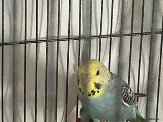 Budgerigars birds Baby budgies - Advert 9