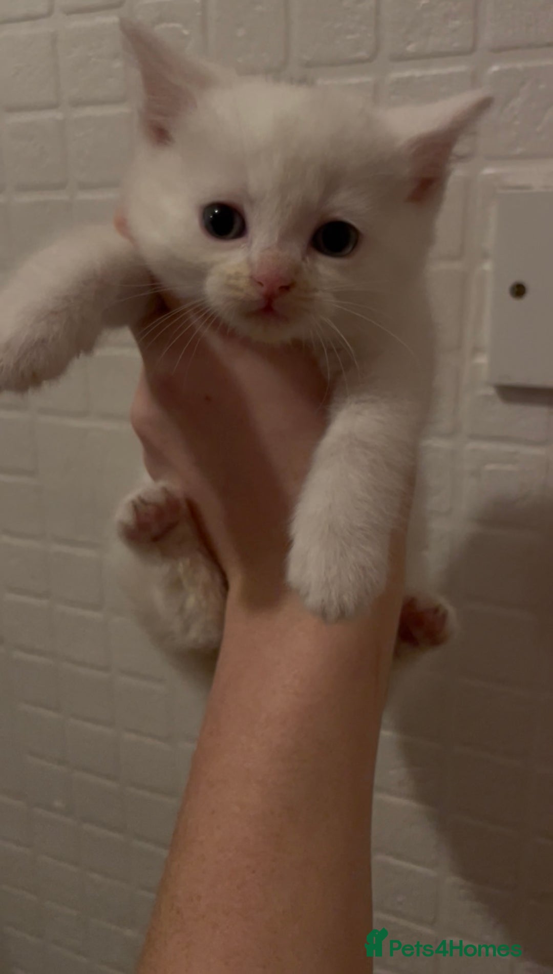 Domestic Shorthair cats for sale: Kittens ready to reserve  - Advert 15