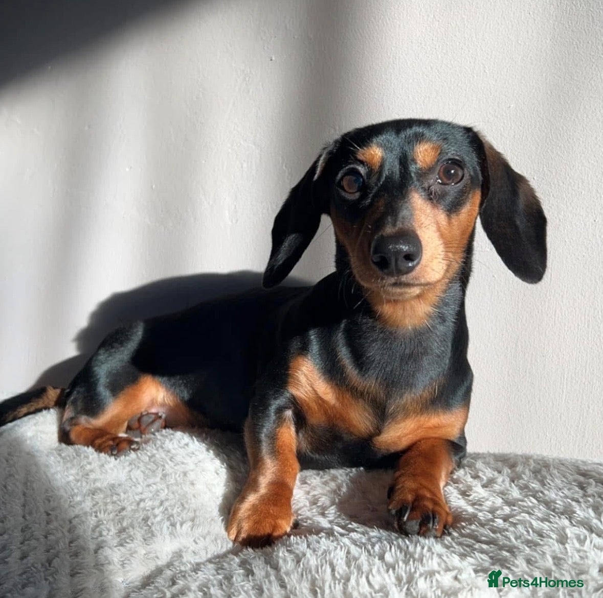 Miniature Dachshund dogs Gorgeous Pedigree Miniature Dachshund Puppies - Advert 5