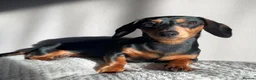 Miniature Dachshund dogs for sale: Gorgeous Pedigree Miniature Dachshund Puppies - Advert 1