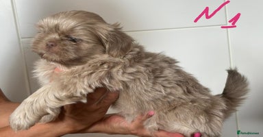 Shih Tzu dogs - Advert 1