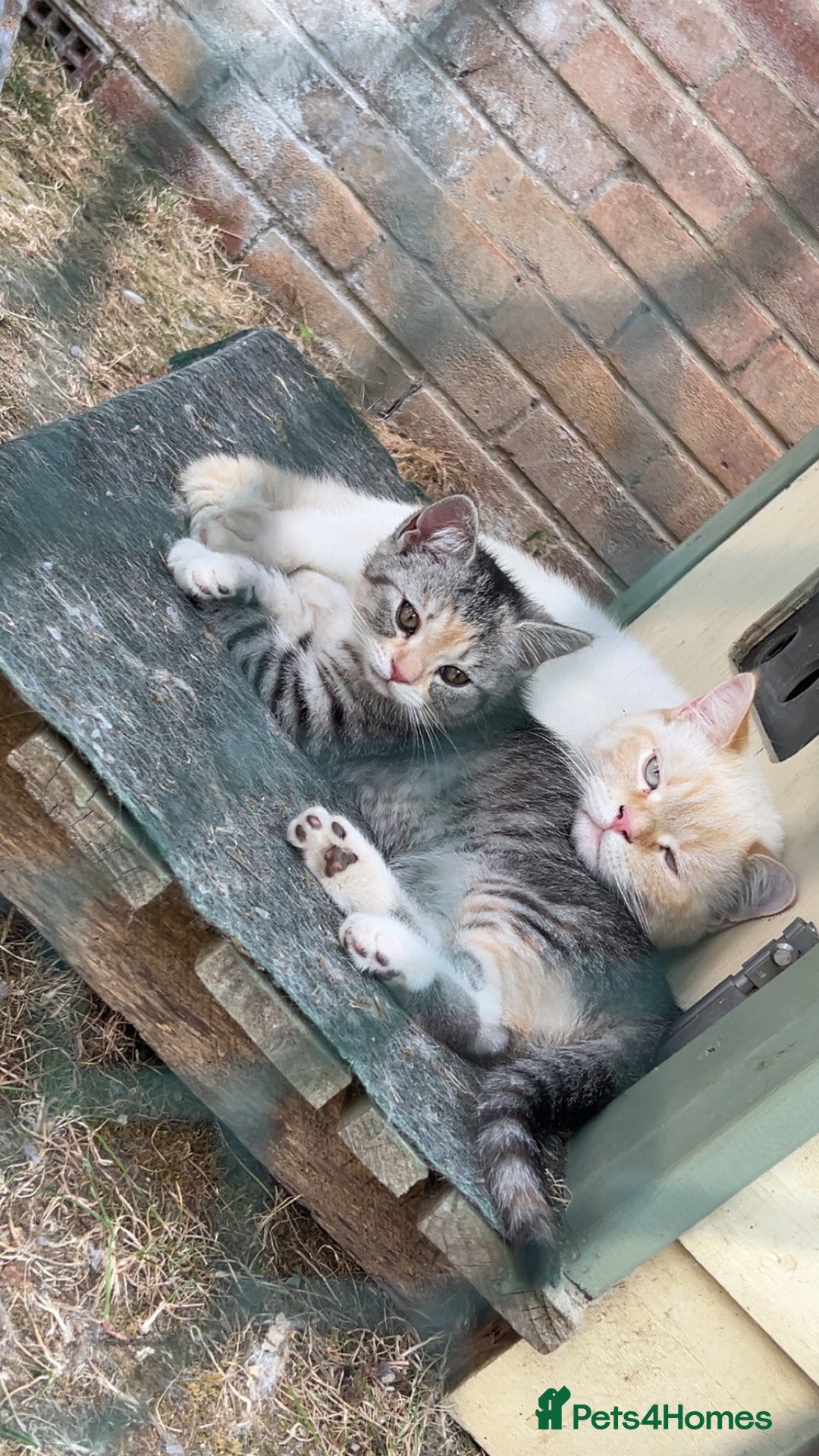 Persian cats for sale: 2 loving Persian Kittens for sale  - Image 16