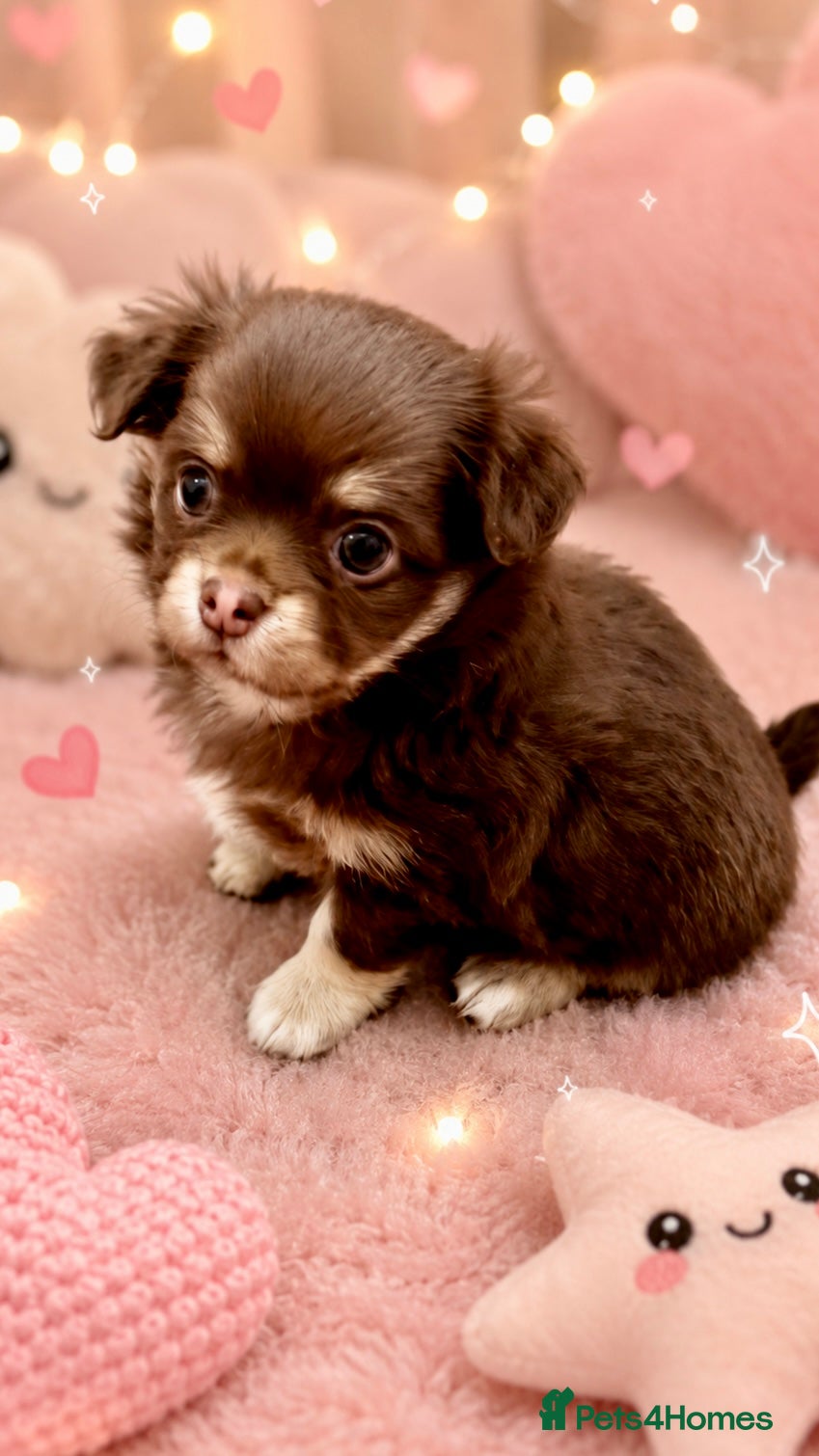 Chihuahua dogs 🤎💙 Exotic choco and tan LC KC chi boy 🤎💙 - Advert 2