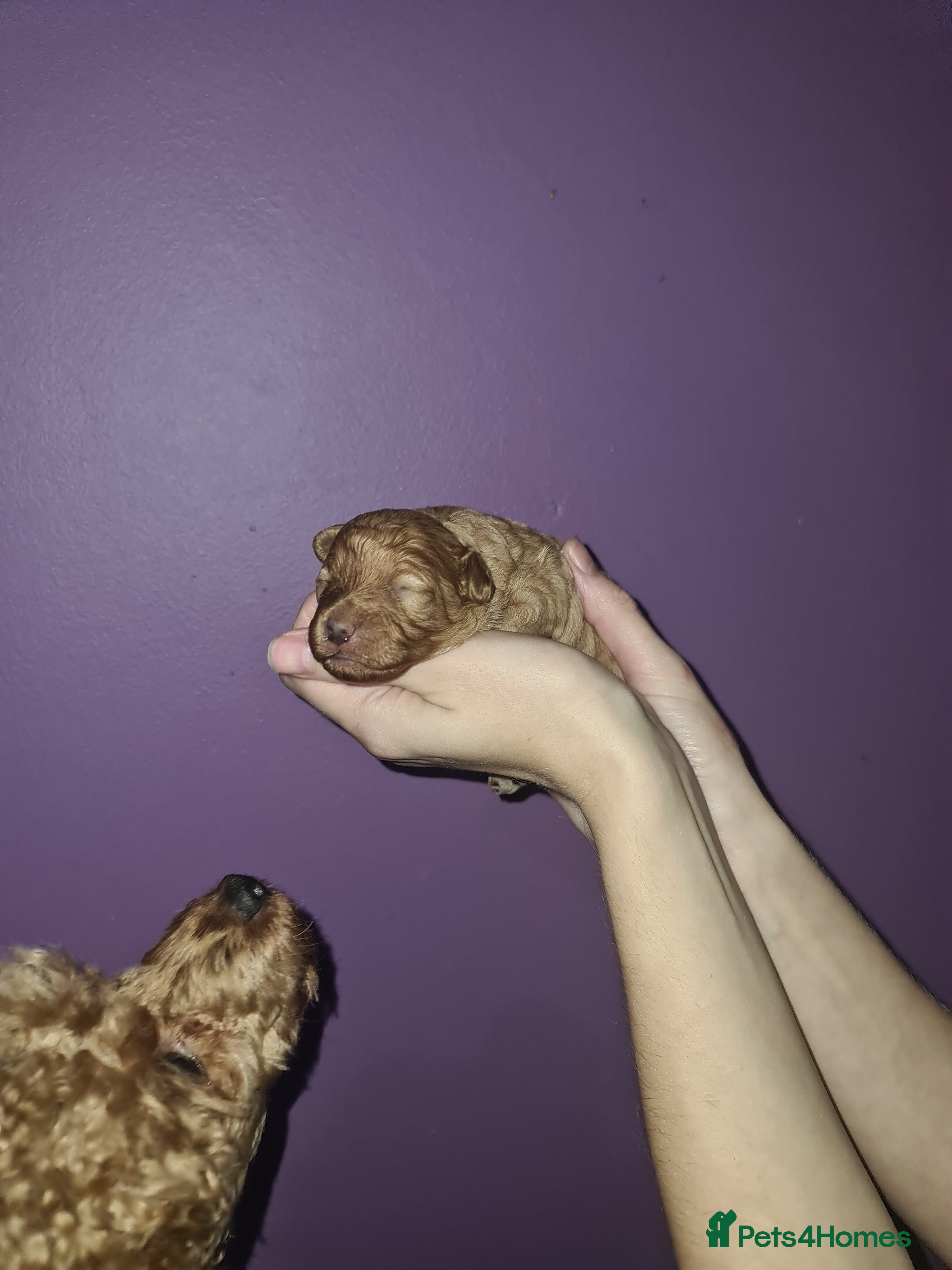 Toy Poodle dogs Last one beautiful toy poodle  - Advert 2