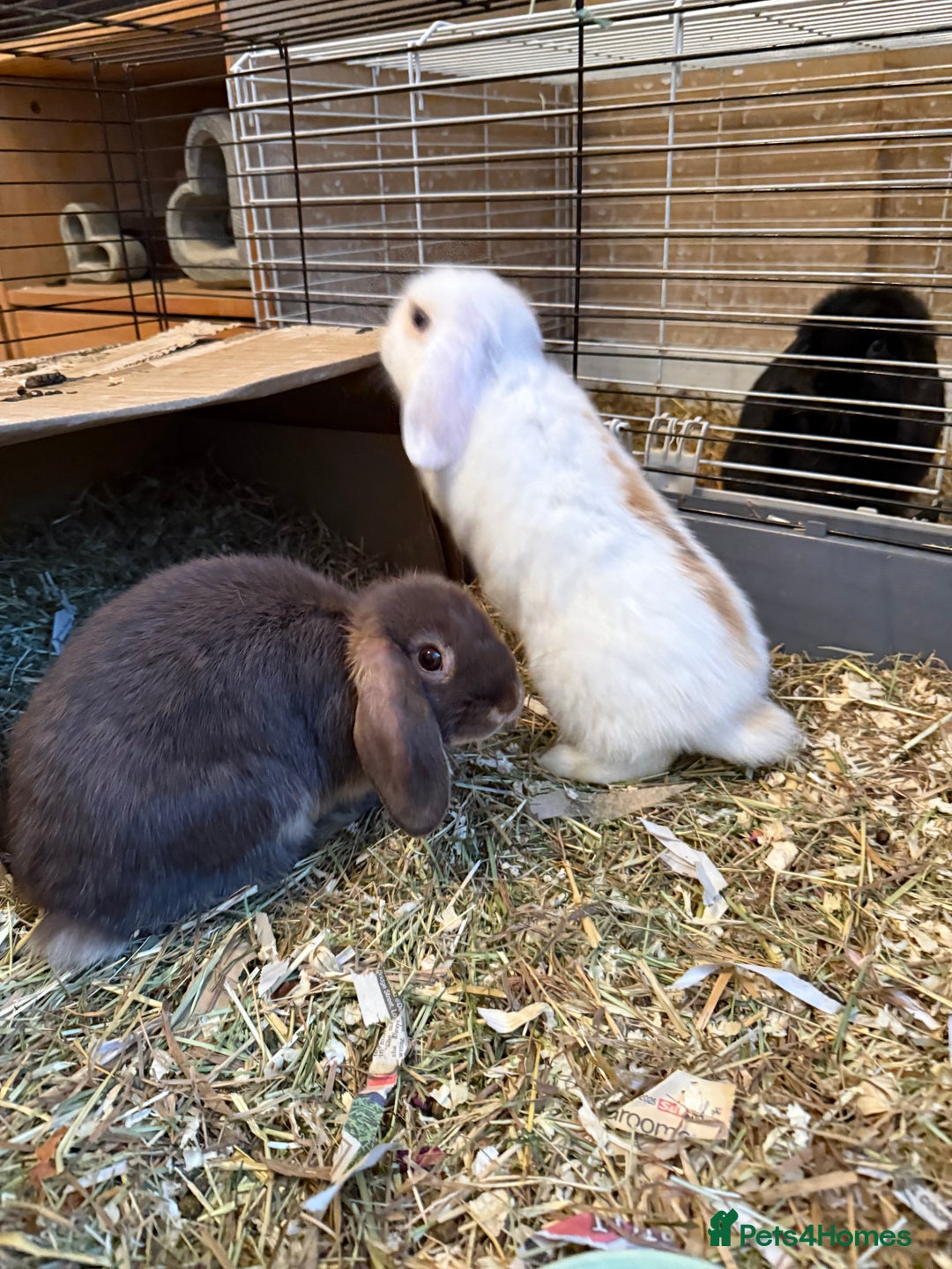 Mini Lop rabbits for sale: Two mini lop rabbits  - Advert 1