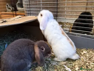 Mini Lop rabbits ONLY BROWN BOY LEFT!! - Advert 12