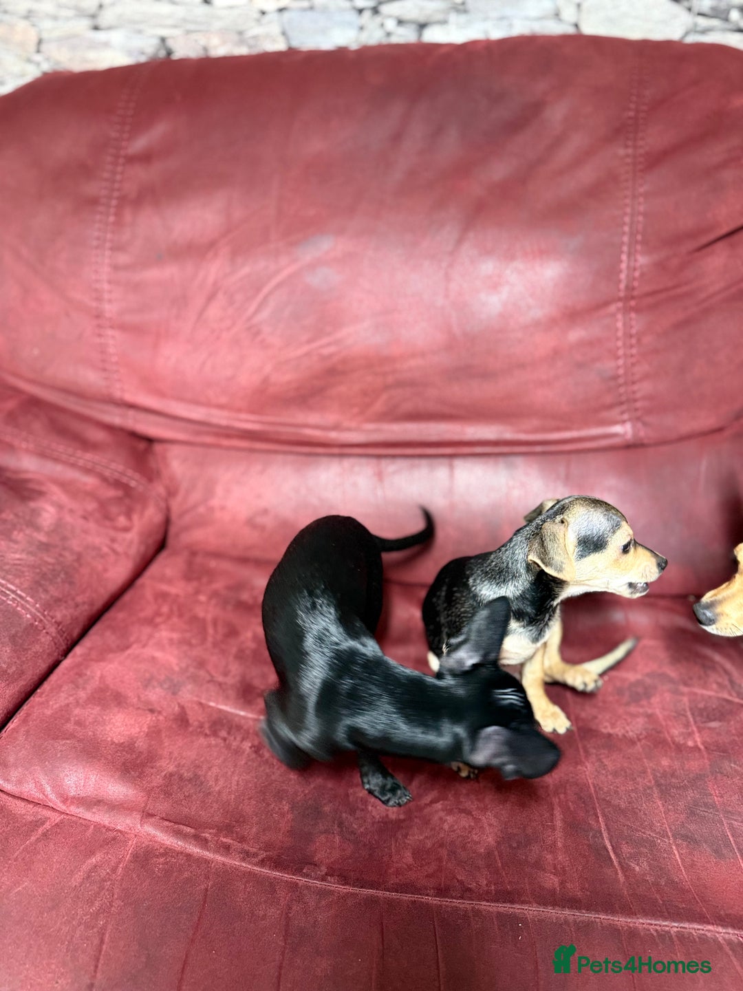Chihuahua dogs for sale: 🐾 Beautiful Chihuahua Puppies - Advert 19