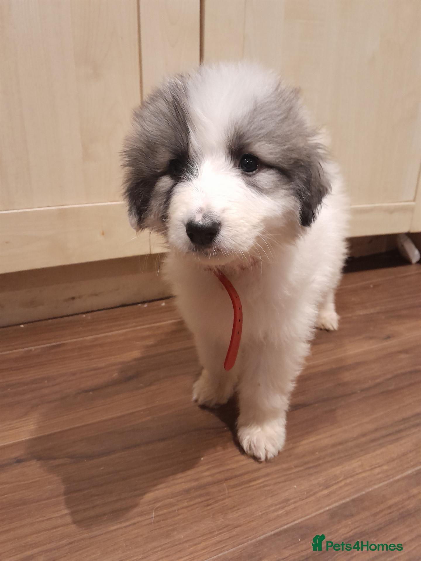 Pyrenean Mountain Dog dogs READY NOW LAST GIRL PYRENEAN PUP KC REGISTERED  - Advert 2