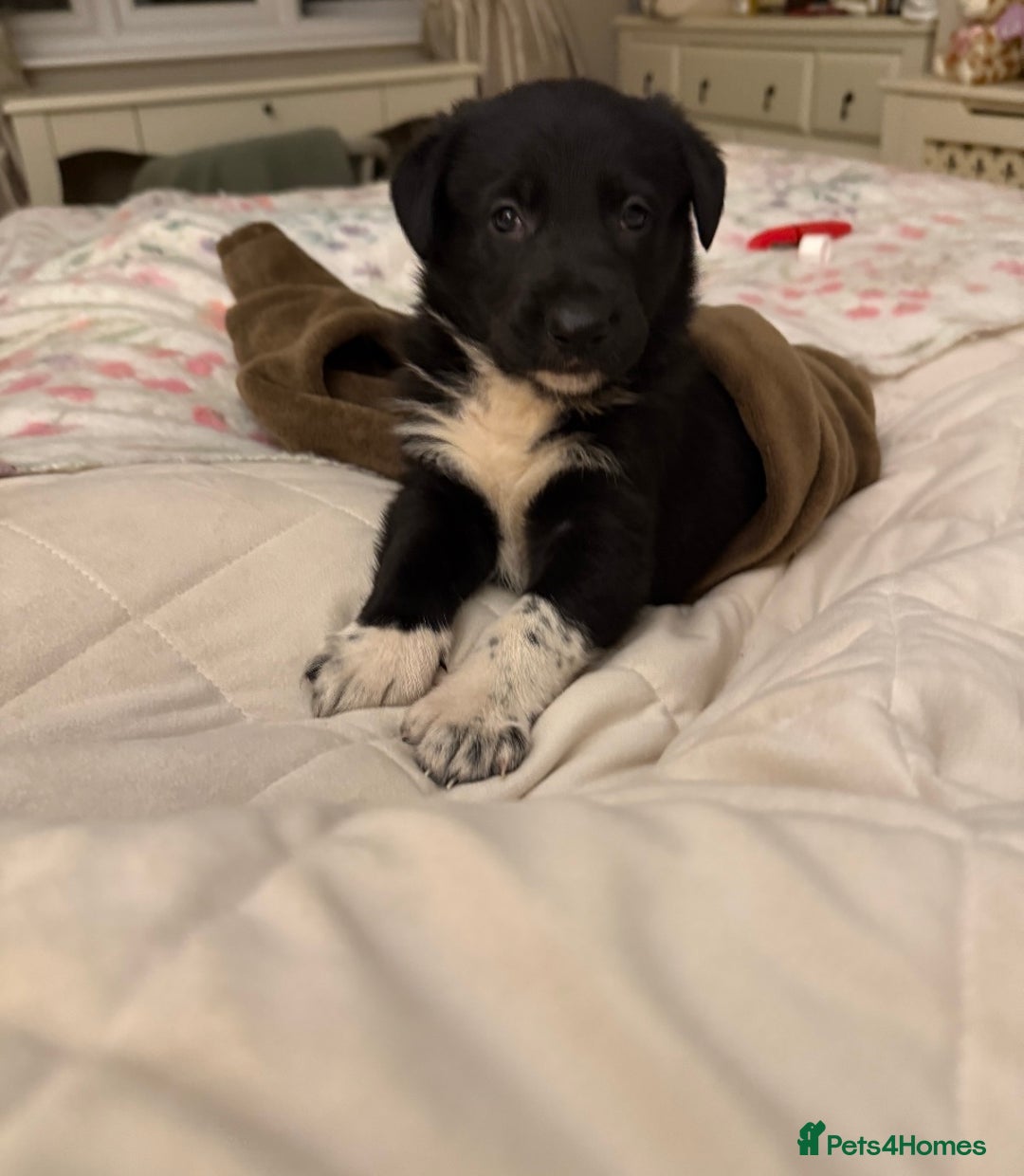 Mixed Breed dogs for sale: 3 fluffy Shollie German Shepard x Boarder Collie - Image 26