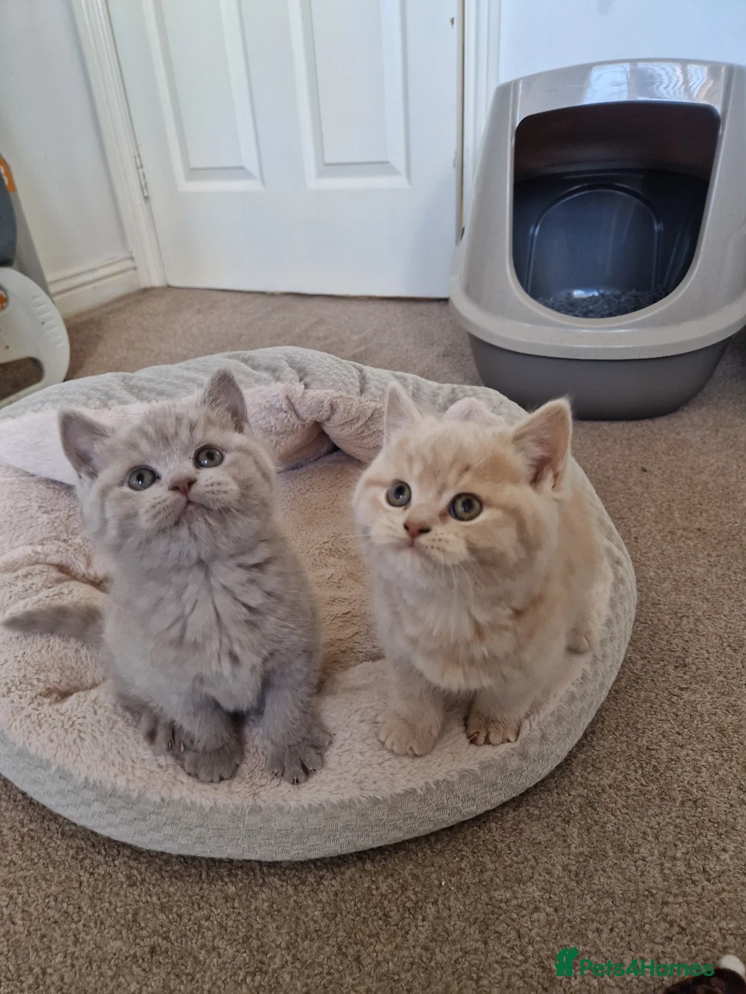 British Shorthair cats for sale: British Shorthair Kittens  - Advert 1