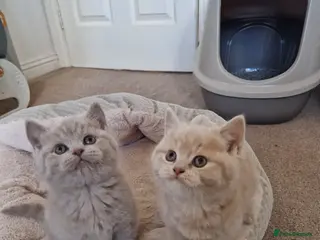 British Shorthair cats British Shorthair Kittens - Advert 3