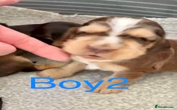 Cocker Spaniel dogs for sale: Kc show extensive health tests beautiful colours - Image 21