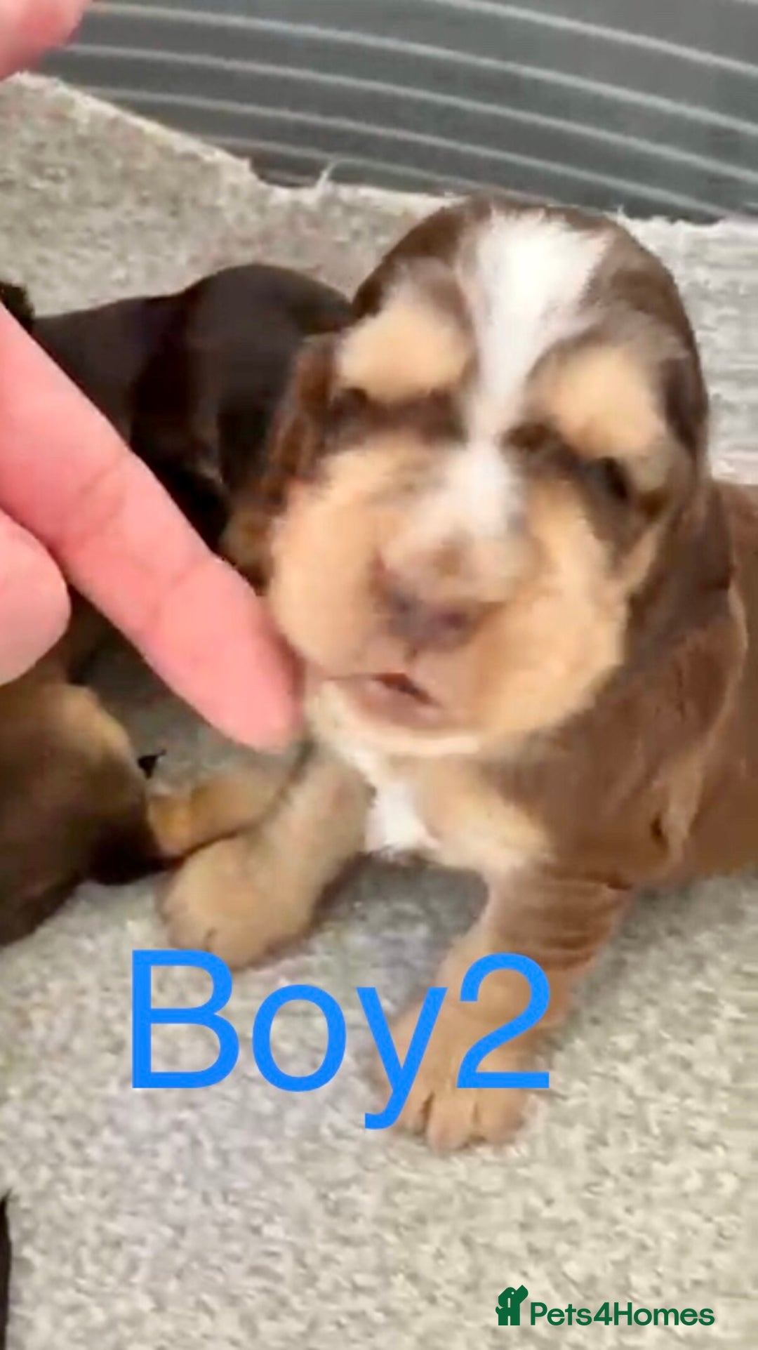 Cocker Spaniel dogs for sale: Kc show extensive health tests beautiful colours - Image 21