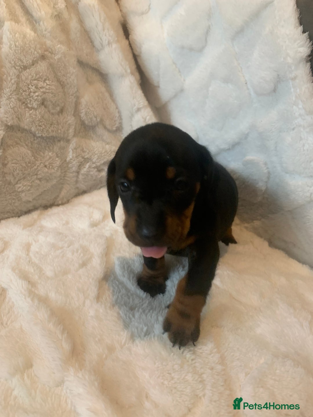 Miniature Dachshund dogs for sale: Miniature dashound  - Advert 7