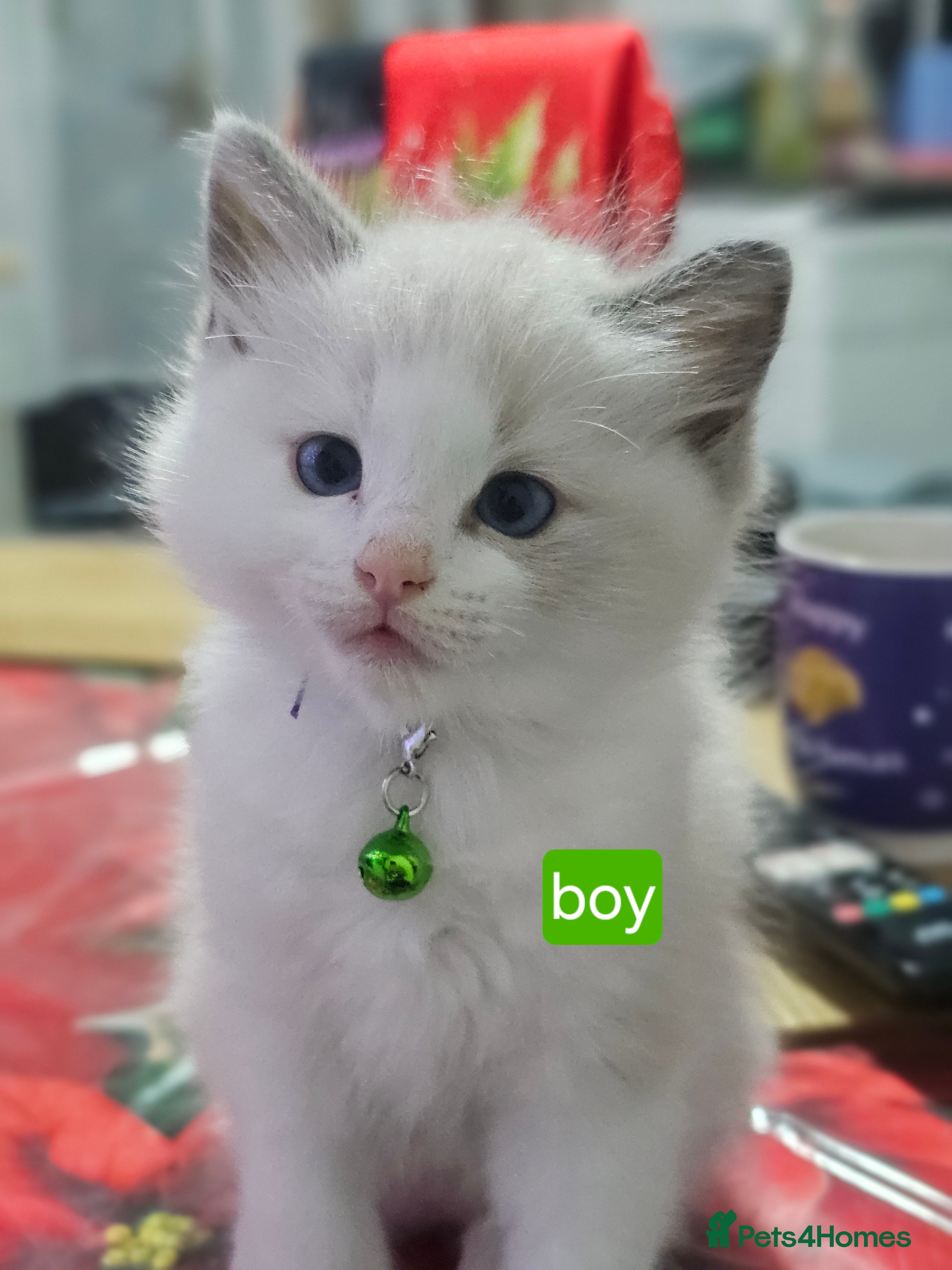 Ragdoll cats 🐱Kittens Ragdoll Bicolor. 3 Boys and 2 Girls  - Advert 1