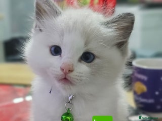 Ragdoll cats 🐱Kittens Ragdoll Bicolor. 3 Boys and 2 Girls - Advert 1