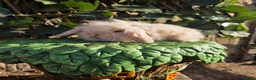 Mini Lion Lop rabbits for sale: Mini lion lops - Advert 8