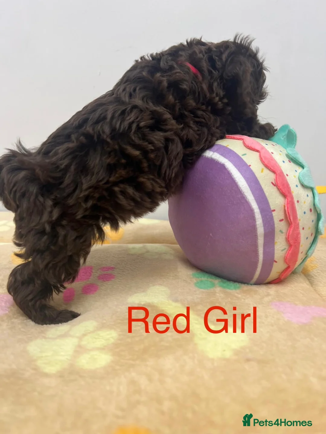 Cockapoo dogs for sale: Lovely American Cockapoo Pups Chocolates & Merles  - Advert 3