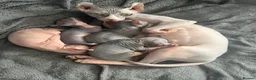 Sphynx cats for sale: 🔥 Sphynx girl 🔥 - Advert 6