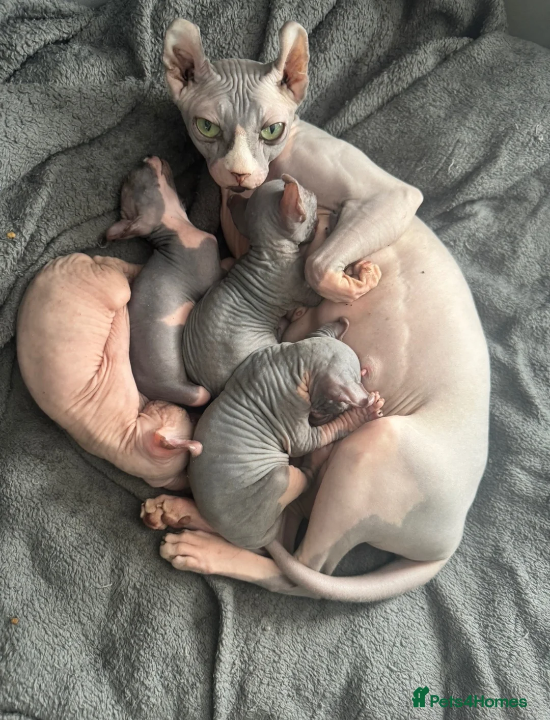 Sphynx cats for sale: 🔥 Sphynx girl 🔥 - Advert 6