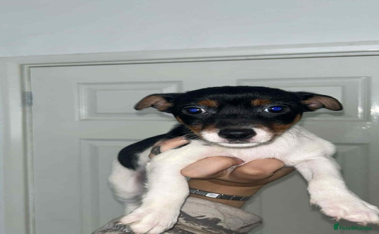 Jack Russell dogs - Advert 14