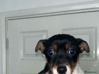 Jack Russell dogs - Advert 7