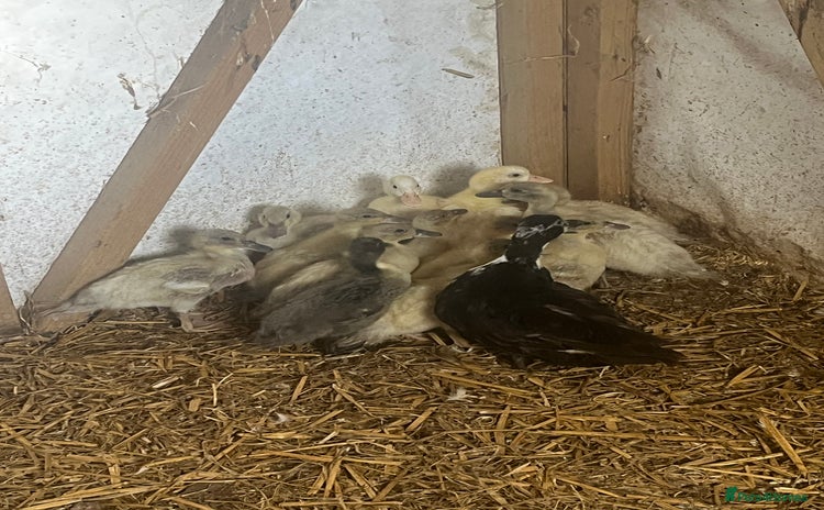 Ducks poultry in Cullompton - Advert 8