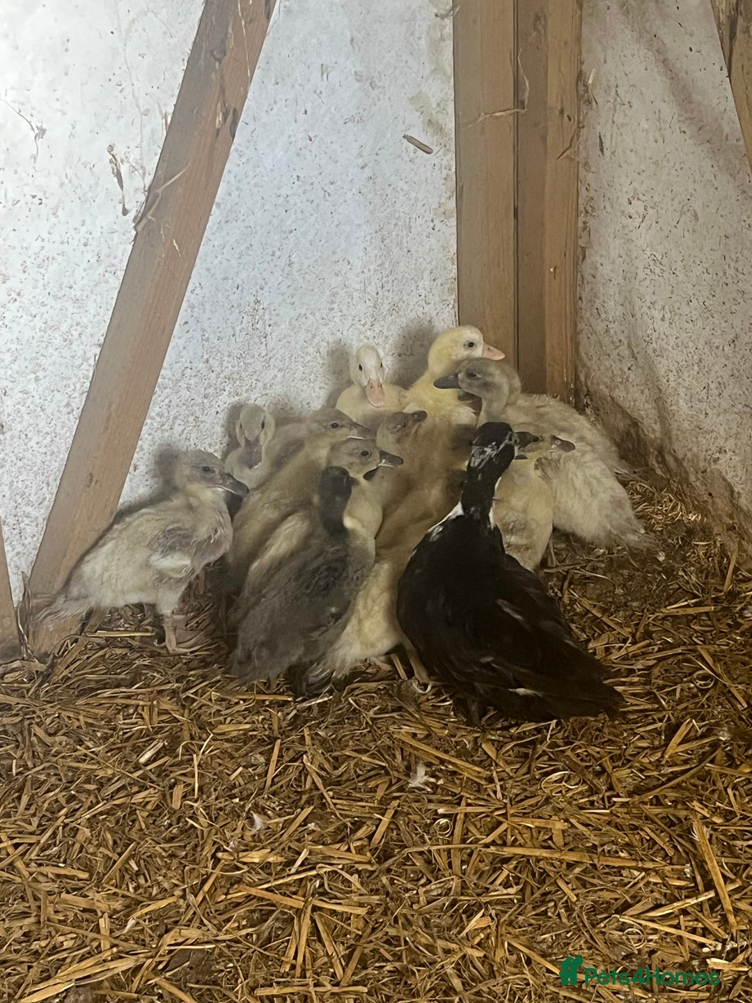 Ducks poultry for sale: Call ducks  in Cullompton - Image 1