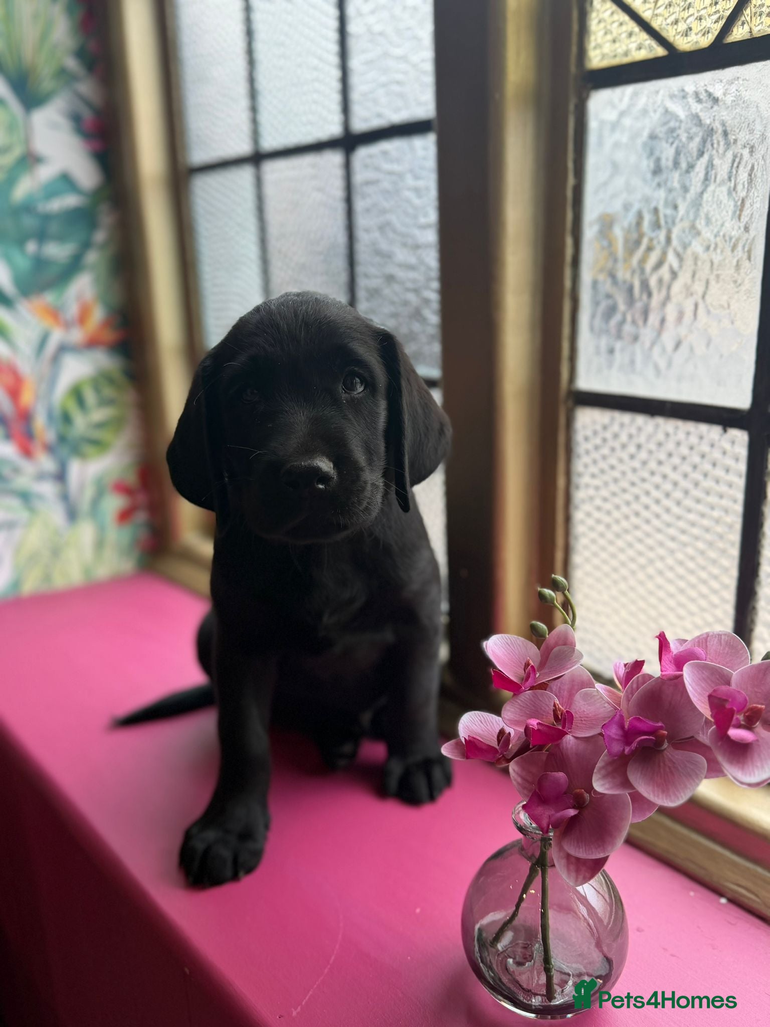 Labrador Retriever dogs for sale: Last golden girl looking for her forever home - Advert 21