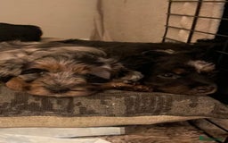 Mixed Breed dogs for sale: Portuguese sheepdog in Cramlington - Image 5