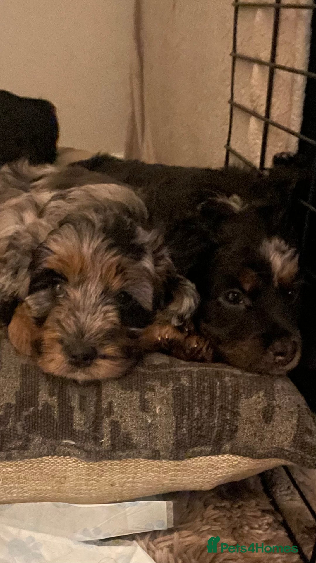 Mixed Breed dogs for sale: Portuguese sheepdog in Cramlington - Image 5